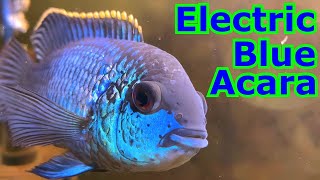 Electric Blue Acara  A Cichlid Care Guide [upl. by Morrissey204]