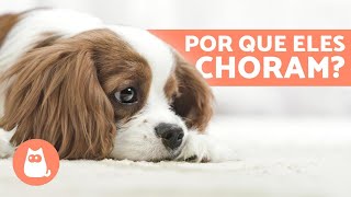 CACHORRO CHORANDO o que pode ser  6 CAUSAS [upl. by Linnet]