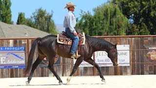 Riding Basics on my Off the Track Thoroughbred [upl. by Robertson]