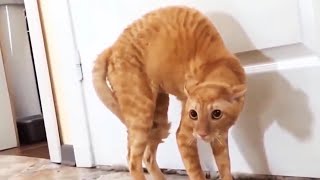 Funny Scaredy Cats Compilation  READ DESCRIPTION 👇🔥 [upl. by Emelina]