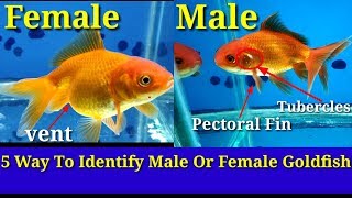 5 Way To Identify Male Or Female Goldfish [upl. by Oderfodog]