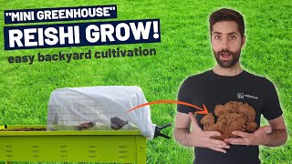 How To Grow Reishi In A quotMini Greenhousequot EASY Backyard Reishi Mushroom Cultivation Step by Step [upl. by Aciraj]