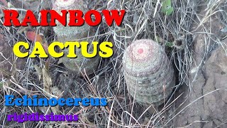 Plant Traveller Rainbow Cactus Echinocereus rigidissimus in habitat [upl. by Letizia]