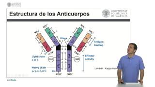 Anticuerpos  325  UPV [upl. by Tybald]