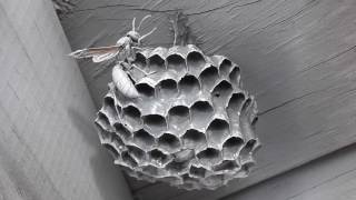 Exterminating two small paper wasps nests with paint [upl. by Abbey]