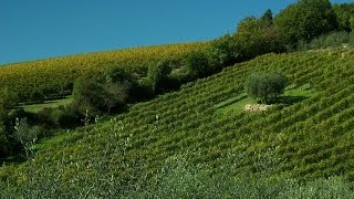 Olive harvest in Tuscany and Cinque Terre [upl. by Gschu]