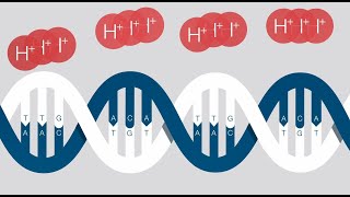 Ion Torrent Nextgeneration Sequencing [upl. by Wain]