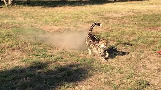 King Cheetah Run at HESC [upl. by Aisiram682]