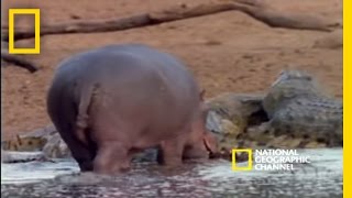 Harmonious Hippos and Crocs  National Geographic [upl. by Yrtsed]