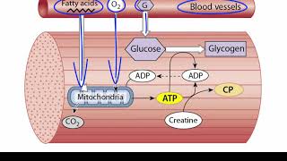 ATP Production in Skeletal Muscle [upl. by Nidya]