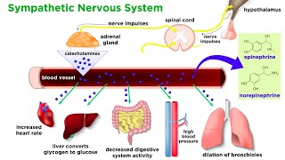 The Physiology of Emotion and Stress [upl. by Ynnatirb]