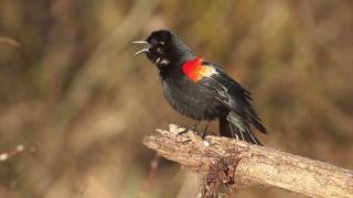 Redwinged Blackbird [upl. by Ahsiya]