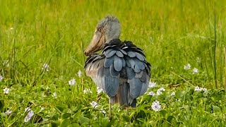 Shoebill  Murchison Falls National Park Uganda [upl. by Leonora143]