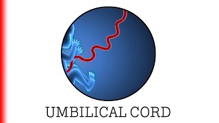 UMBILICAL CORD [upl. by Ellingston]